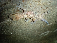 Hemidactylus turcicus