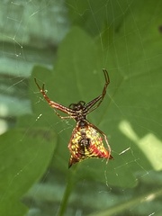 Micrathena sagittata