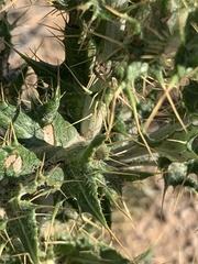 Cirsium ochrocentrum