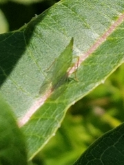 Rhynchomitra microrhina