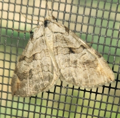 Aplocera plagiata