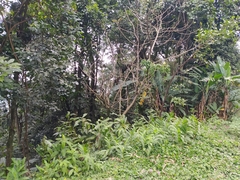 Hedychium coronarium