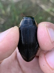 Dytiscus circumcinctus