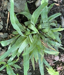 Carex platyphylla