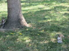 Sciurus carolinensis