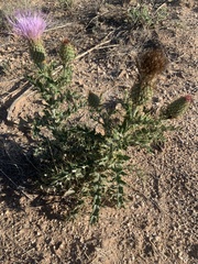 Cirsium ochrocentrum