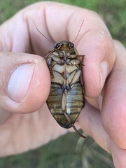 Dytiscus circumcinctus