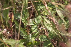 Fragaria