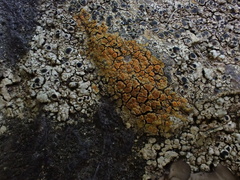 Xanthocarpia feracissima