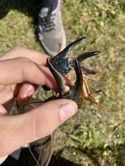 Procambarus clarkii