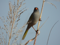 Embernagra platensis