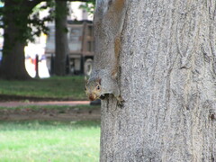 Sciurus carolinensis