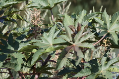 Ricinus communis