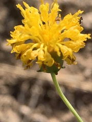 Thelesperma megapotamicum