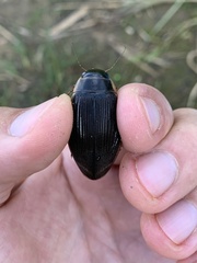 Dytiscus circumcinctus