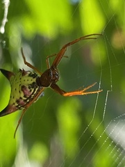 Micrathena sagittata