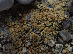 Xanthocarpia feracissima