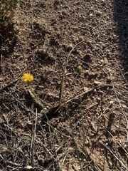 Thelesperma megapotamicum