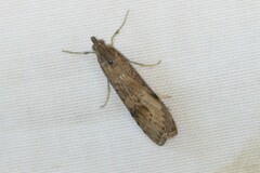 Nomophila nearctica