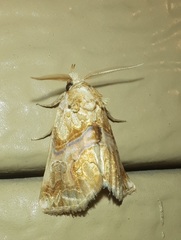 Plusiodonta compressipalpis