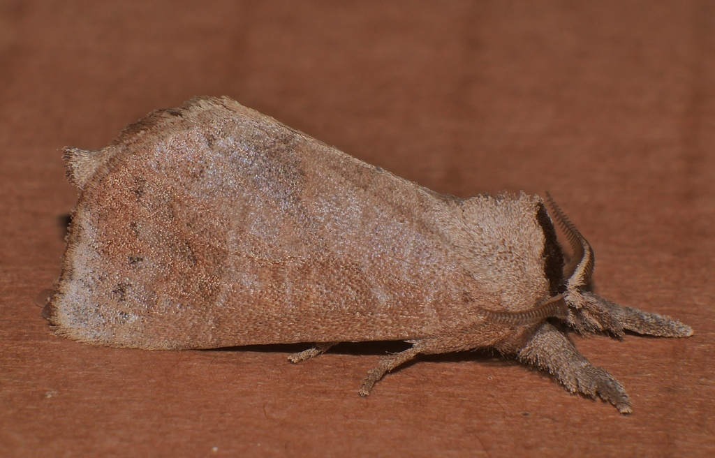 Clostera rubida
