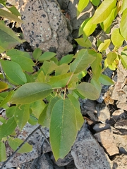 Prunus virginiana