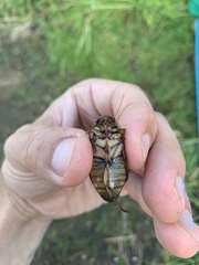 Dytiscus circumcinctus