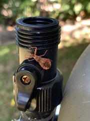 Acholla multispinosa