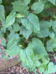 Ampelopsis cordata