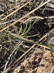 Thelesperma megapotamicum