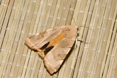 Noctua fimbriata