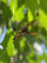 Micrathena sagittata