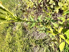 Oenothera parviflora