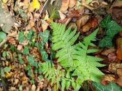 Dryopteris filix-mas