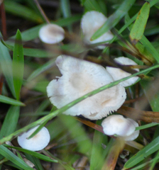 Tetrapyrgos nigripes