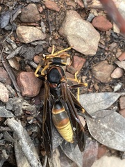 Polistes comanchus