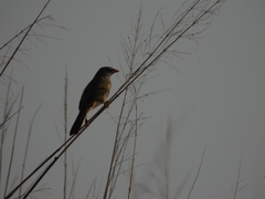 Embernagra platensis