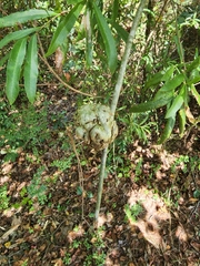 Callirhytis quercuscornigera