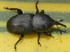 Scyphophorus acupunctatus