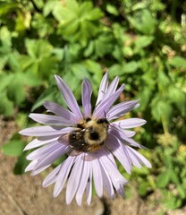 Bombus
