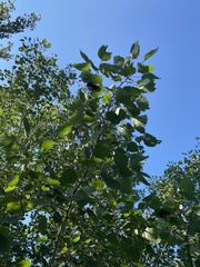Populus grandidentata