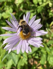 Bombus