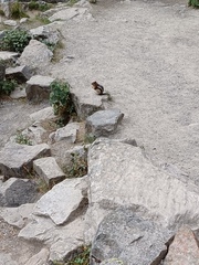 Callospermophilus lateralis