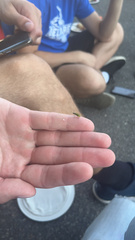 Diabrotica undecimpunctata