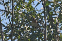 Fringilla montifringilla