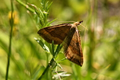 Scotopteryx chenopodiata
