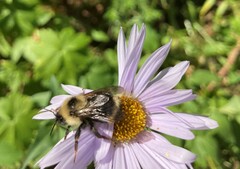 Bombus