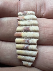 Dinocardium robustum