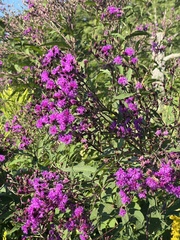 Vernonia noveboracensis