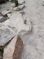 Callospermophilus lateralis